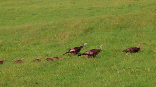 Eastern wild turkey (Meleagris gallopavo silvestris) flock walking in a green summer field.
