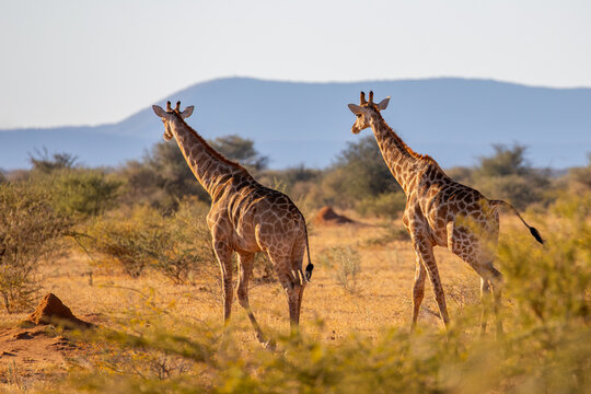 Wild Giraffes Walking Across the Open Savanna in Africa