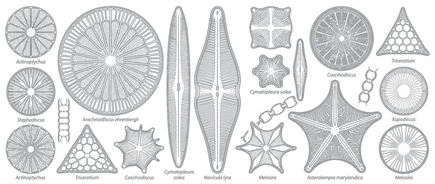 Collection of microscopic diatom patterns isolated on transparent background