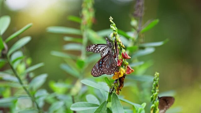 Blue tiger butterflies with spotted black and blue wings feed on colorful rattlepod blossoms among lush green leaves in a tropical garden in Sri Lanka, a close-up scene of island biodiversity.