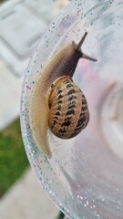 Macro close-up of garden snail crawling on glass rim outdoors © DIEGOARMANDO