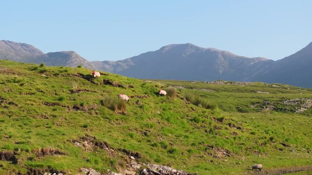 Marked sheep graze across a rocky green hillside with distant ridges in clear daytime light, ireland r countryside scene.