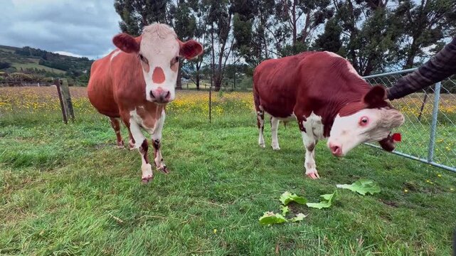 Authentic rural footage of two cows standing in a lush grass field while a farmer gently pets one on the head. Filmed near Dunedin, New Zealand.