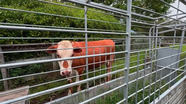 A curious brown and white cow stands behind a livestock gate on a New Zealand farm, calmly looking toward the camera in a peaceful rural setting.