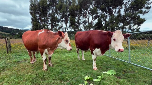 Close-up of two calm cows in a green pasture as a farmer's hand gently strokes one cow's head. Captured near Dunedin, New Zealand.