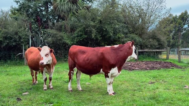 Two brown and white cows stand quietly in a lush green pasture surrounded by peaceful countryside. Authentic rural livestock footage filmed near Dunedin, New Zealand.
