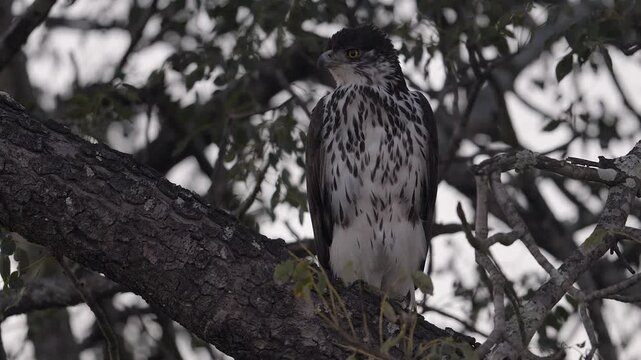 Monochromatic African Hawk-eagle perches on tree branch in flat light