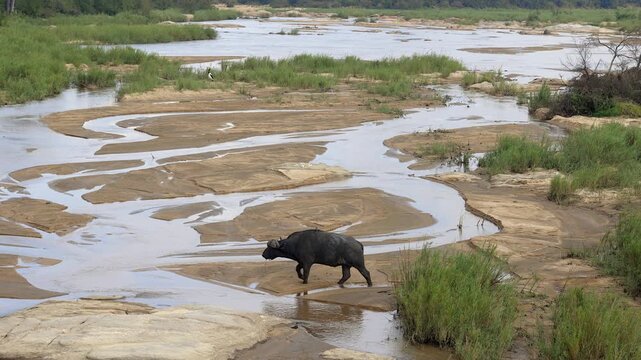 Cape buffalo crosses shallow river in soft sand, low water wide angle