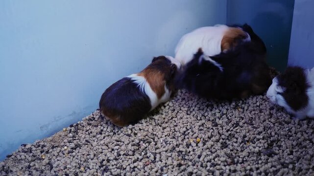 Guinea pigs play and interact in indoor enclosure