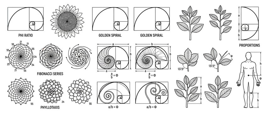 Golden Ratio and Fibonacci Sequence Illustrations