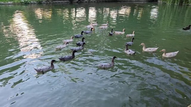 ducks on the lake