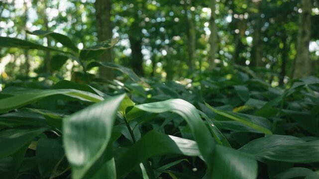A lush green deciduous forest filled with abundant bamboo grass
