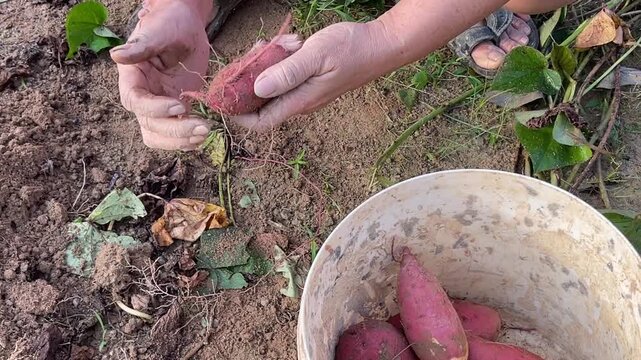 A gardener using hands to rub dirt off freshly harvested red sweet potato Ipomoea batatas and collecting it into a white plastic bucket in a garden.