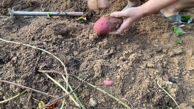 A gardener loosening dry soil with a hoe tool and pulling out fresh red sweet potato Ipomoea batatas by bare hand in a garden.