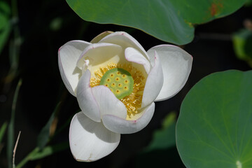 Beautiful White Lotus Flower Blooming with Green Leaves in Summer Pond Under Bright Sunlight