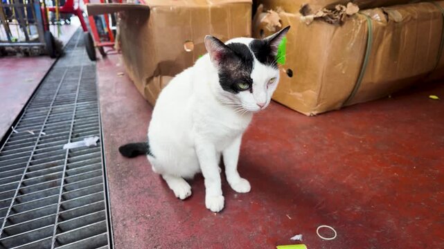White and Black Stray Cat Sitting on Bangkok Street