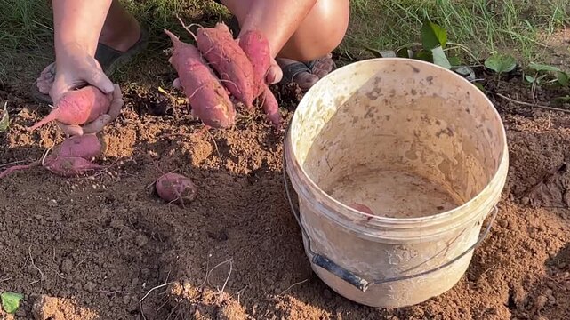 A person in a home garden picking up freshly dug, soiled homegrown sweet potatoes Ipomoea batatas from the dirt, cleaning the soil off with hands, and placing them into a plastic bucket.