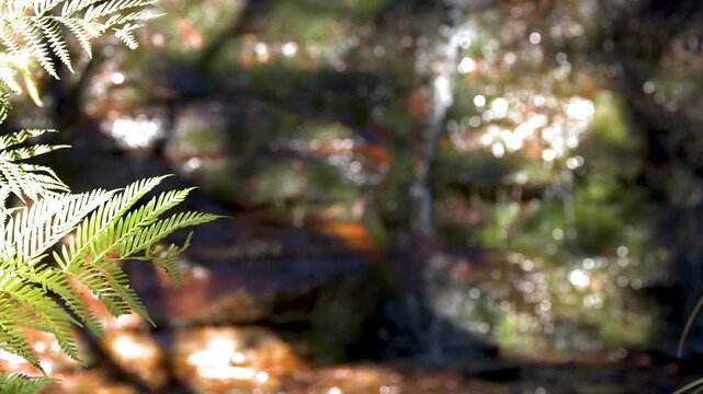 Sunlit Green Fern Leaf in Lush Australian Rainforest