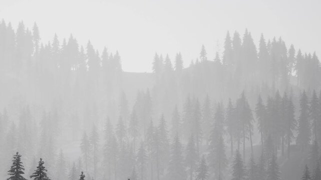 A dense fog surrounds a group of tall trees in a forest. The scene captures the cold season, with snow lightly covering the ground and branches. Visibility is low due to the fog.