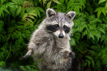 raccoon  © Julia