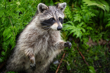 raccoon © Julia