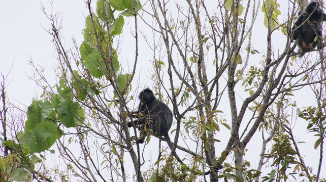 A close-up nature view of a wild black monkey or macaque sitting high up in bare tree branches against an overcast sky, capturing wildlife in its natural habitat.