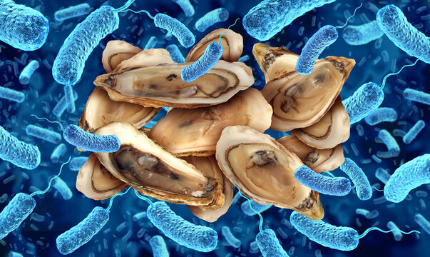 Oyster Bacteria as Vibrio vulnificus Infections outbreak as a dangerous life threatening bacterium found in warm coastal waters and raw or undercooked shellfish causing severe wound infections and blo