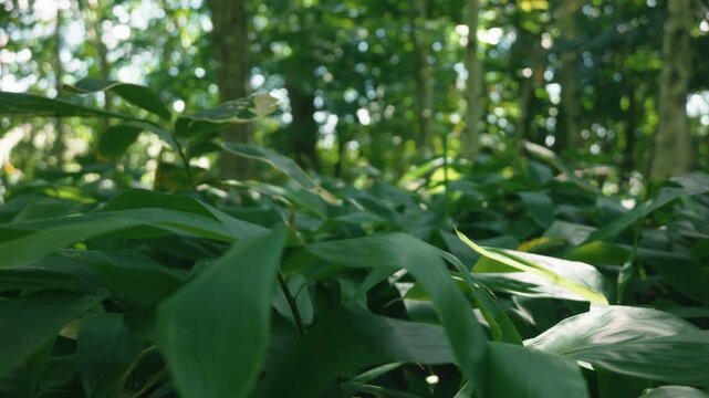 A lush green deciduous forest filled with abundant bamboo grass
