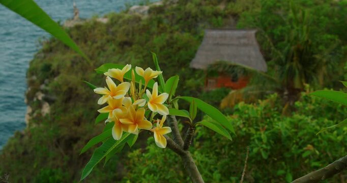 Frangipani flowers bloom on branch over tropical coast and wooden cabin in Nusa Penida Bali Indonesia