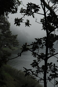 Silhouette of tree foliage framing misty ocean view on overcast day
