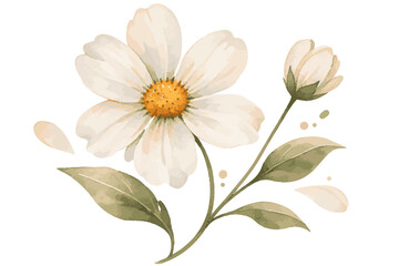 Fototapeta premium bouquet of white flowers isolated