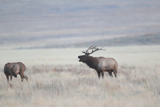 Bugling Bull