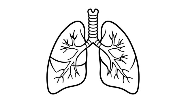 Human lungs anatomy vector illustration with bronchial tree and trachea for medical education