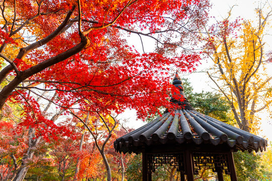 Traditional Chinese-style pavilion with a view of red maple leaves during the autumn foliage season in Suzhou
