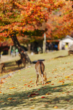 A cute deer during the autumn foliage at Nara Park in Japan