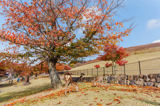 Cute deer at Wakakusayama mountains during autumn in Nara, Japan