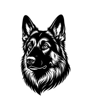 Detailed black and white portrait of a majestic german shepherd dog head and neck