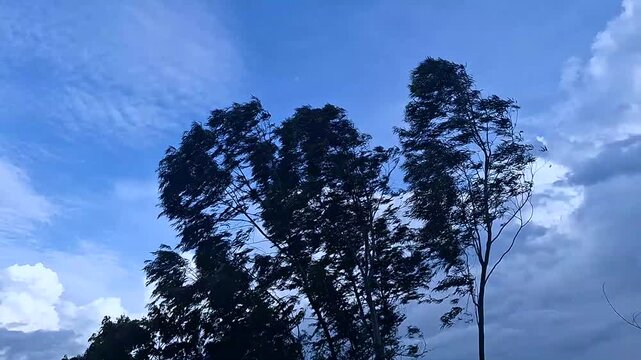 Tall trees sway violently in the strong wind under a dramatic cloudy sky before the storm approaches