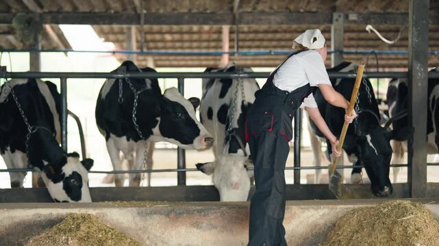 Caucasian young female dairy farmer working in a modern cowshed. 