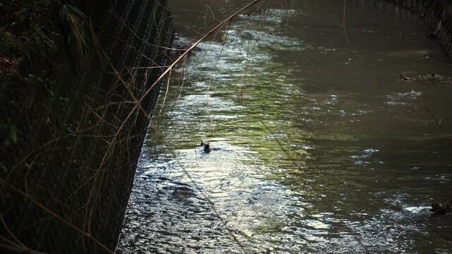 Vertical shot of a wild waterfowl swimming in a dark river reflecting green trees with summer cicada sounds