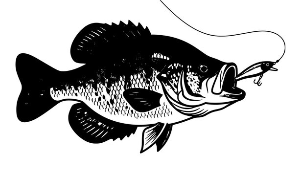 Crappie Fish Catching Fishing Lure Vector Illustration