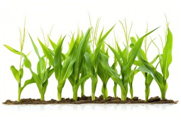 Fototapeta premium Corn outdoors plant field.