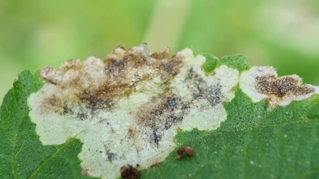 Macro Close Up of Diseased Green Leaf with Fungal Spot and Necrosis in Nature