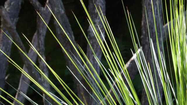 Sunlit Australian Grass Tree Leaves in Blue Mountains Bushland