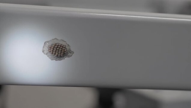 Spotted lanternfly egg mass illuminated by flashlight on metal beam