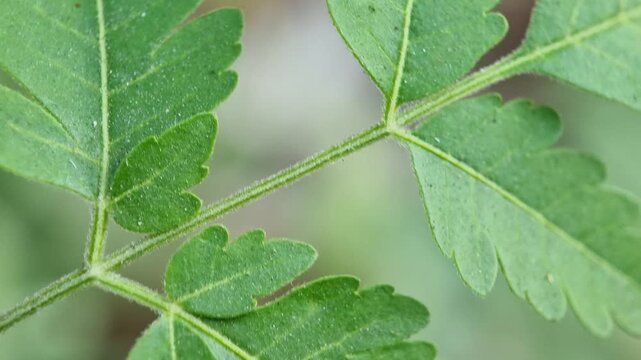 Close-up macro photo of fresh green, smooth-textured compound neem leaves in nature.
