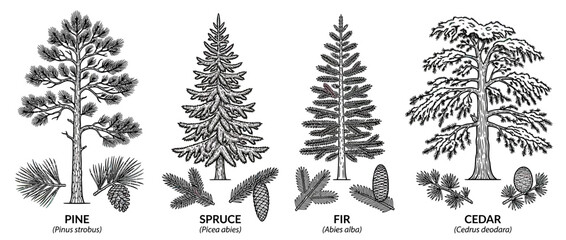 Fototapeta premium Illustration of four types of coniferous trees