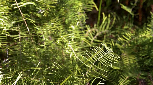 Sunlight Filtering Through Green Fern Fronds in Australian Bushland