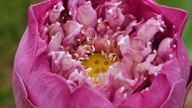 Pink Lotus Flower Close Up