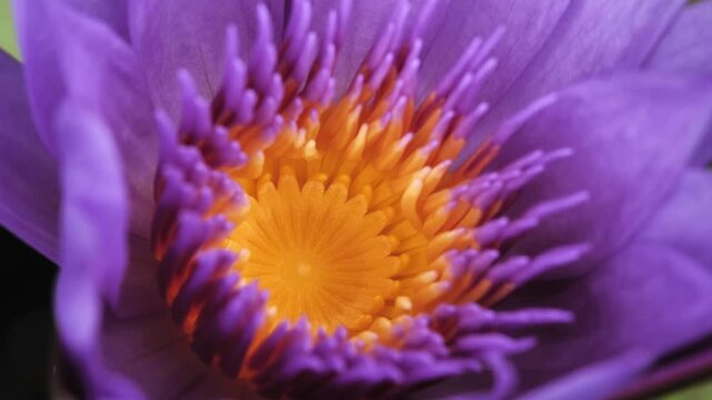 Pink Lotus Flower Close Up